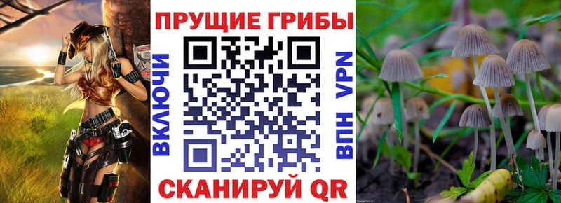 omg   Берёзовка  Галлюциногенные грибы Psilocybine cubensis  дарнет шоп 